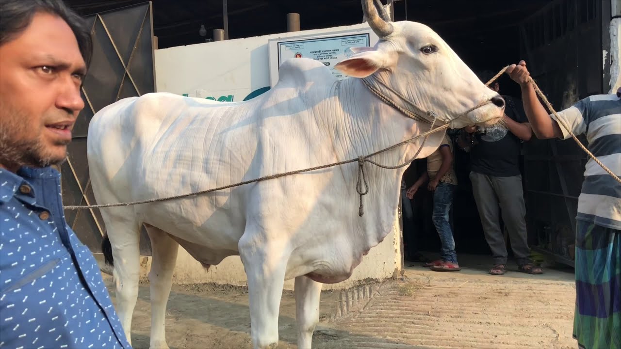 Bishal Bishal Indian Boro Boro Goru | Farm Er Boro Boro Goru | Kurbanir Eid