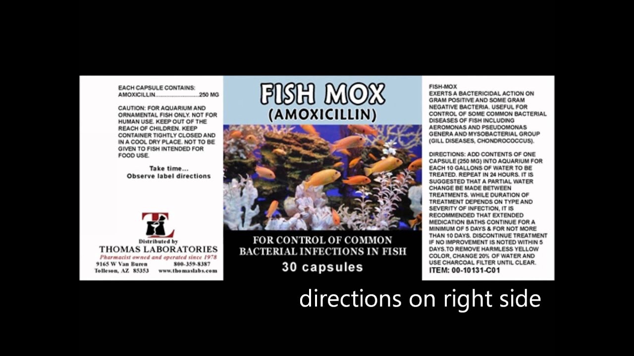 Fish Antibiotics in a Collapse by Dr Bones