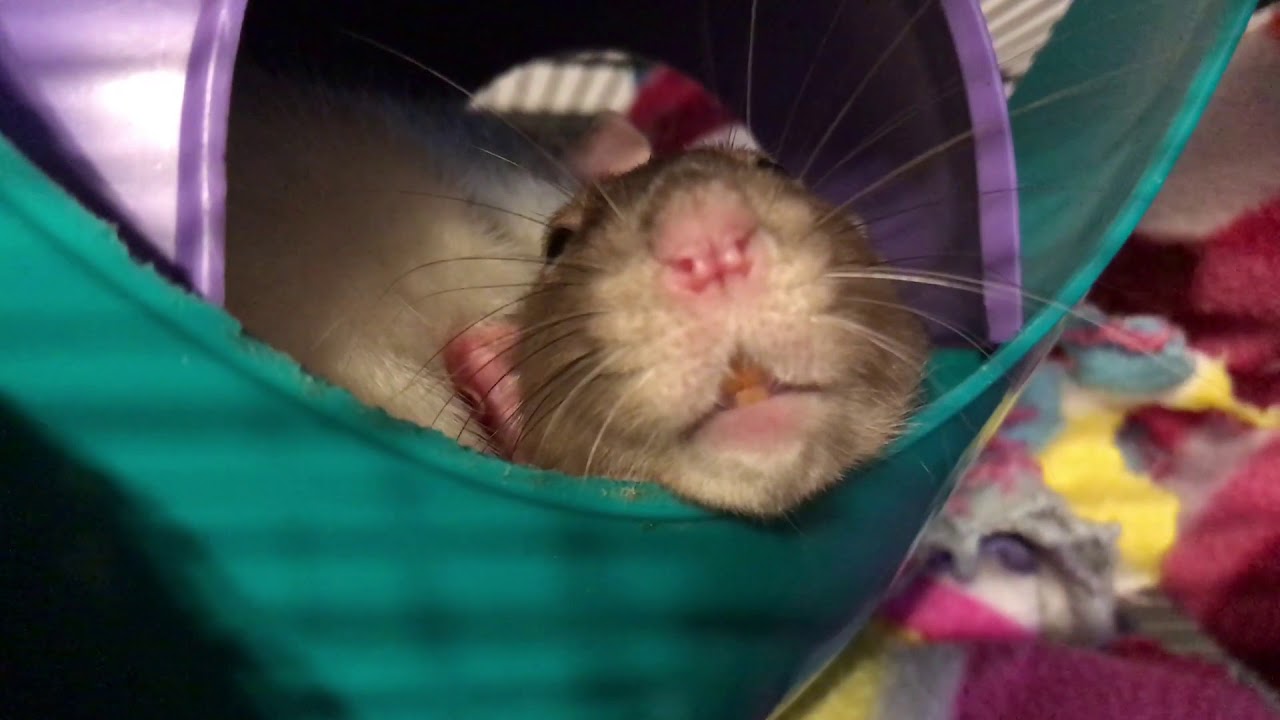 Happy Bruxing Rat