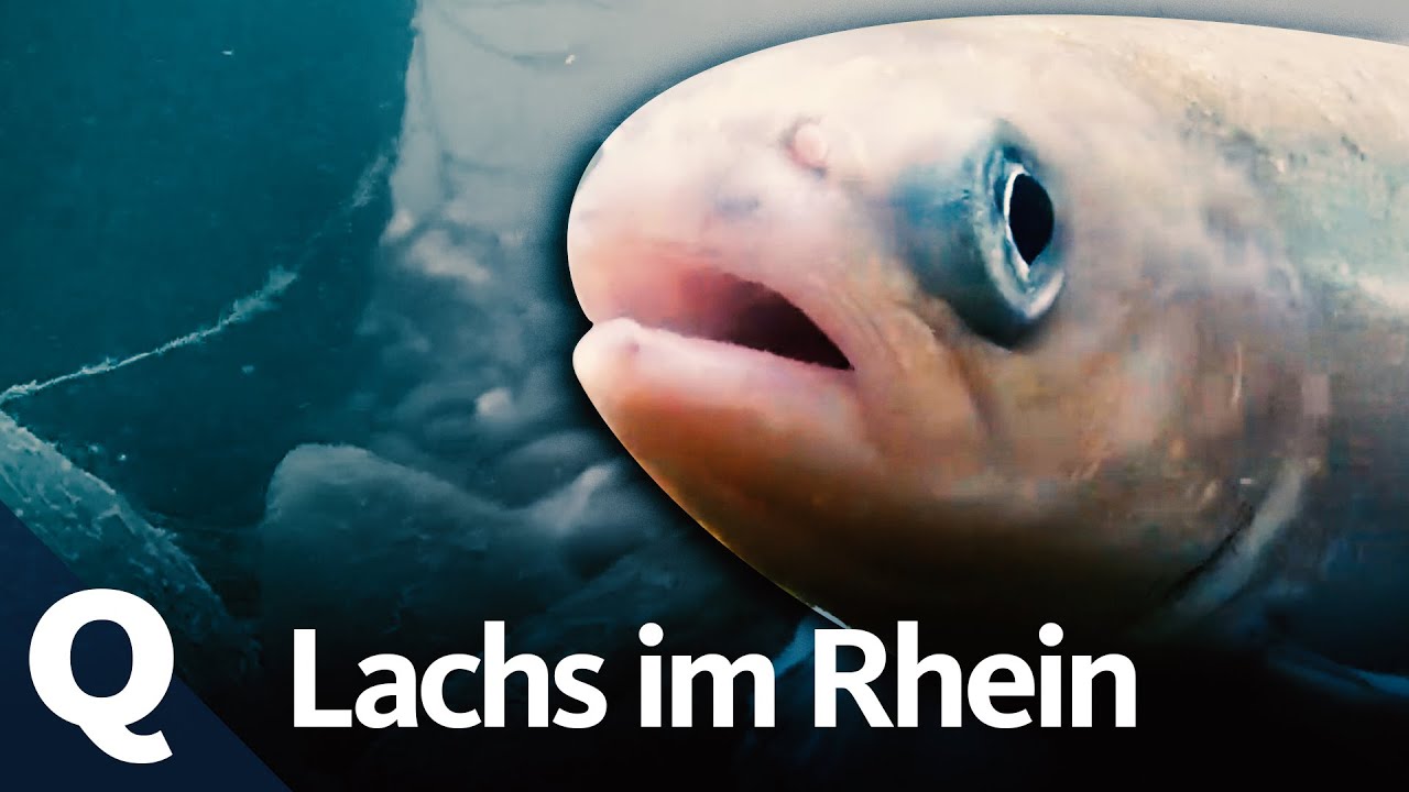Hoffnung für den Lachs im Rhein | Quarks
