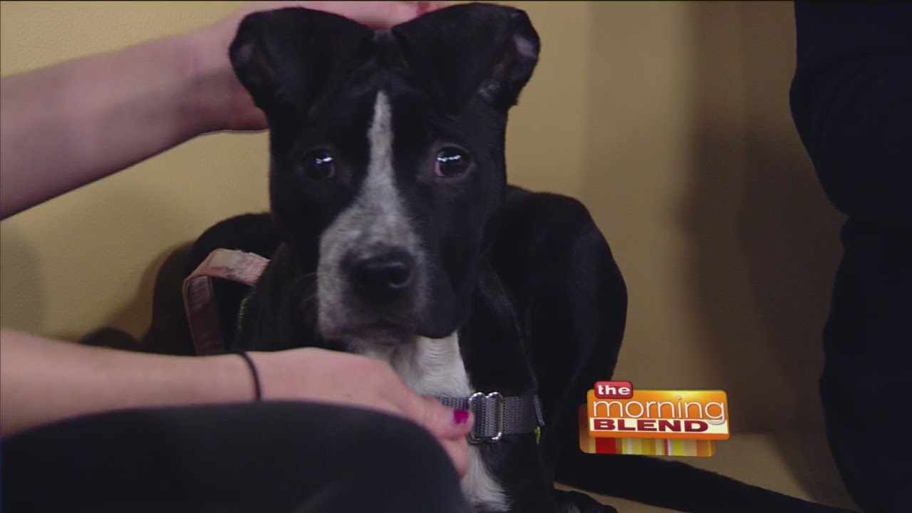 Explaining & Helping Pet Behavior with an Expert from HAWS