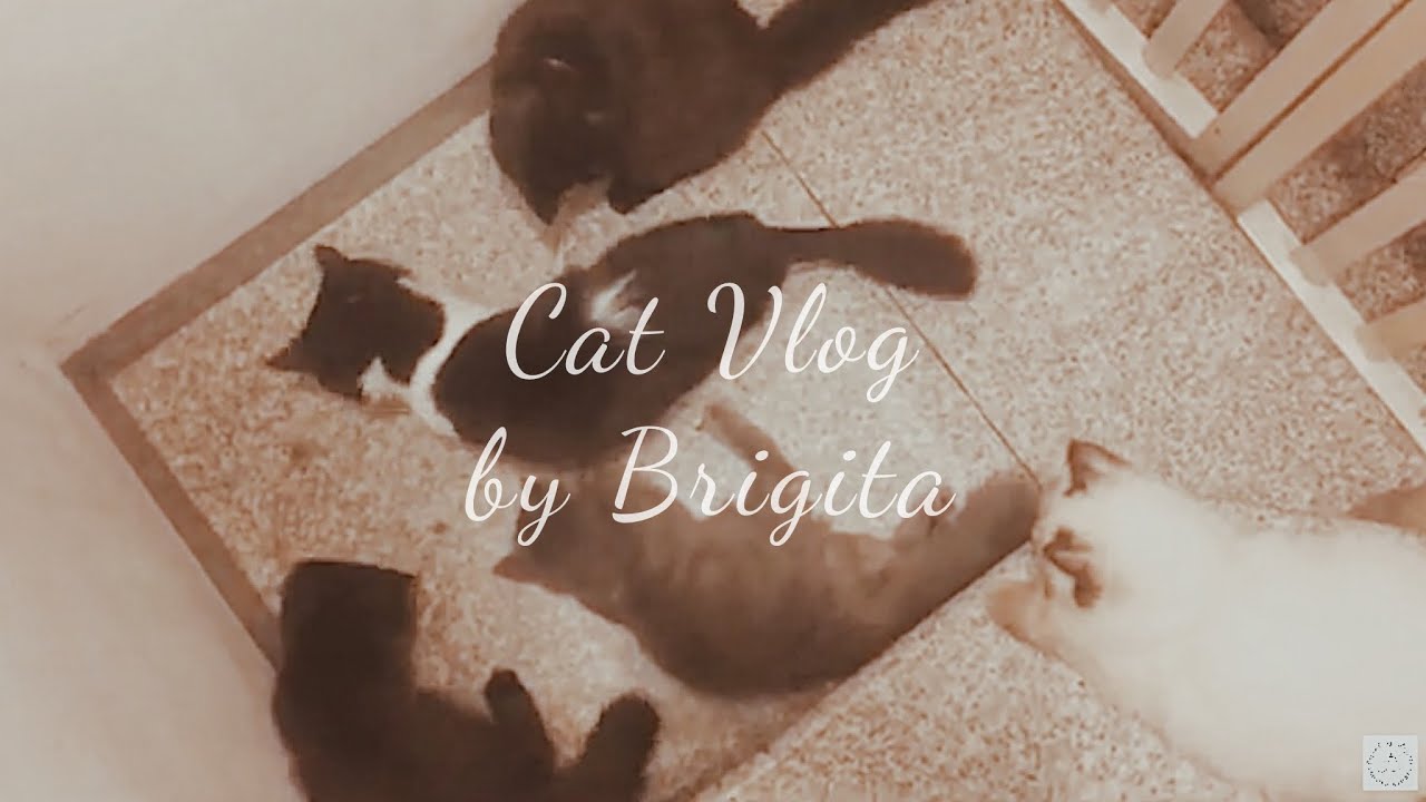Cat Vlog #2 | Cats being cats, obsessed with dried Ivy | Cinematic