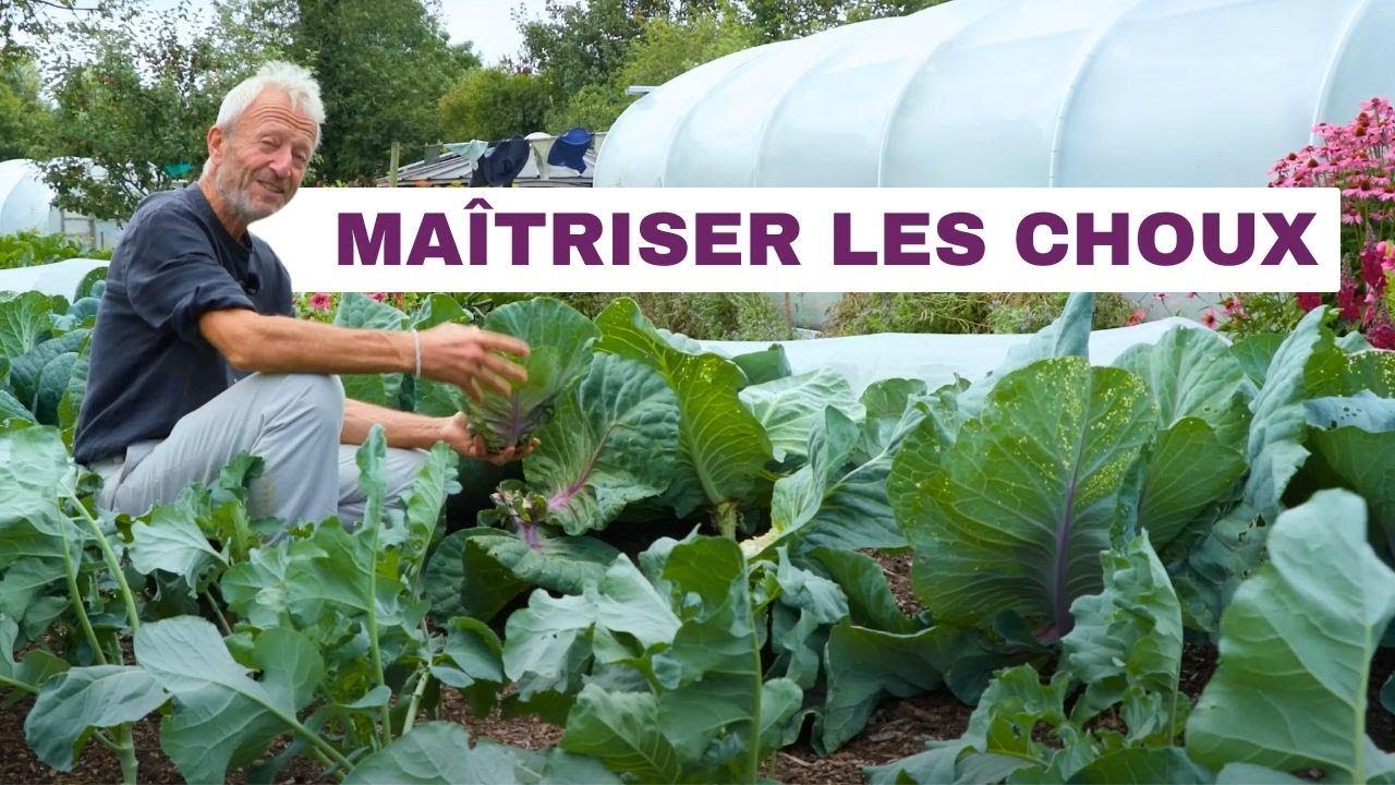 Le Secret Pour Cultiver Du Chou Toute L’Année—Même En Été Torride!