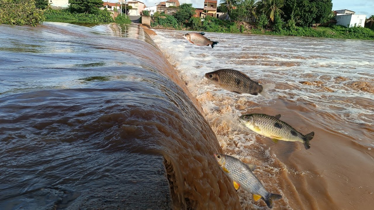 CHUVAS INTENSAS BARRAGEM TRANSBORDANDO É MUITOS PEIXES NAS BORDAS