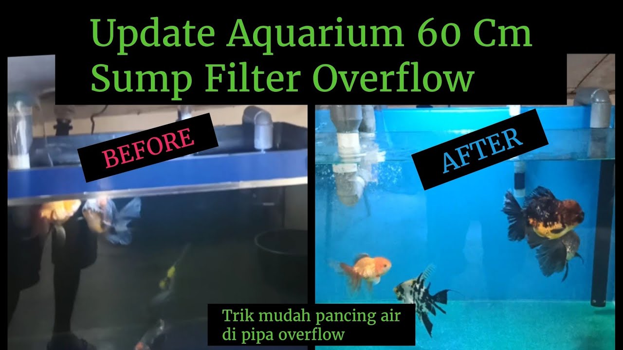 [UPDATE]Aquarium 60cm Sump Filter dengan Pipa Overflow