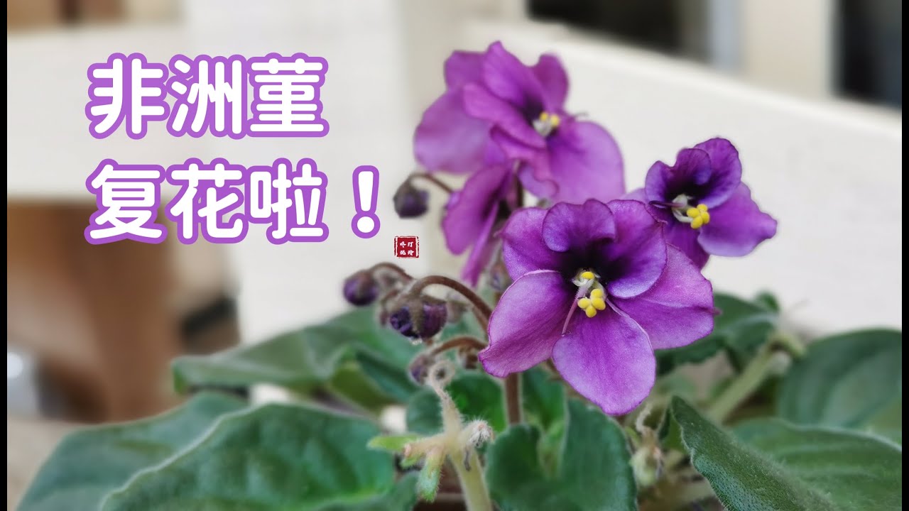 African Violet Blossoms again 非洲堇复花啦！！！【花房姑娘#13】