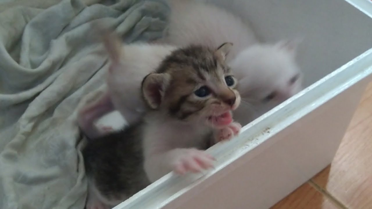 WHERE IS MY MOM  - Cute Baby Kittens is crying