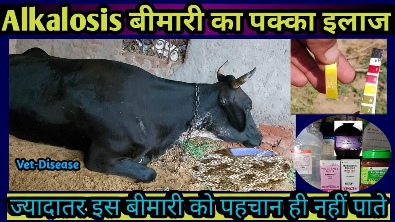 Alkalosis Treatment in Cow/Buffalo|| एल्कलॉसिस बीमारी का इलाज||Vet Disease||Rumen PH