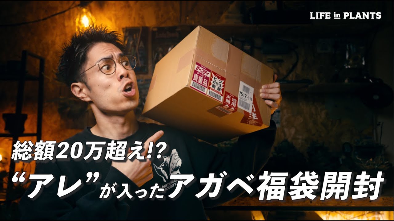 【福袋開封】総額20万越えアガベ福袋開封レビュー！