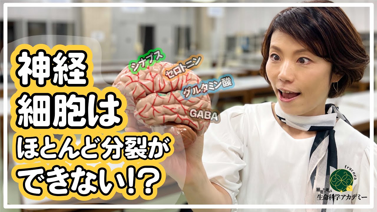 脳内タンパク「BDNF」脳の神経細胞が生きる、機能する（例えば記憶する）をサポートする｜#01 金沢工業大学 小島正己先生
