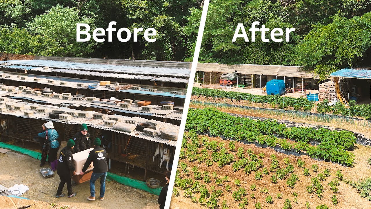 Before and After: Dog meat farm transformed into a vegetable farm