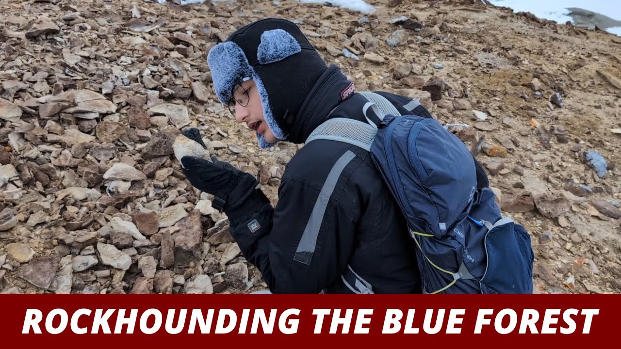 Blue Forest: Petrified Wood and Agate - Dec 23, 2024