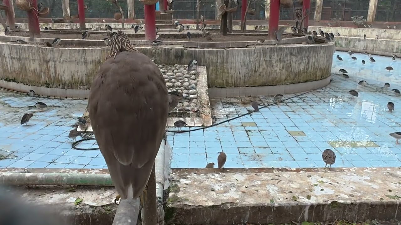 Pond Heron | কানি বক পাখি