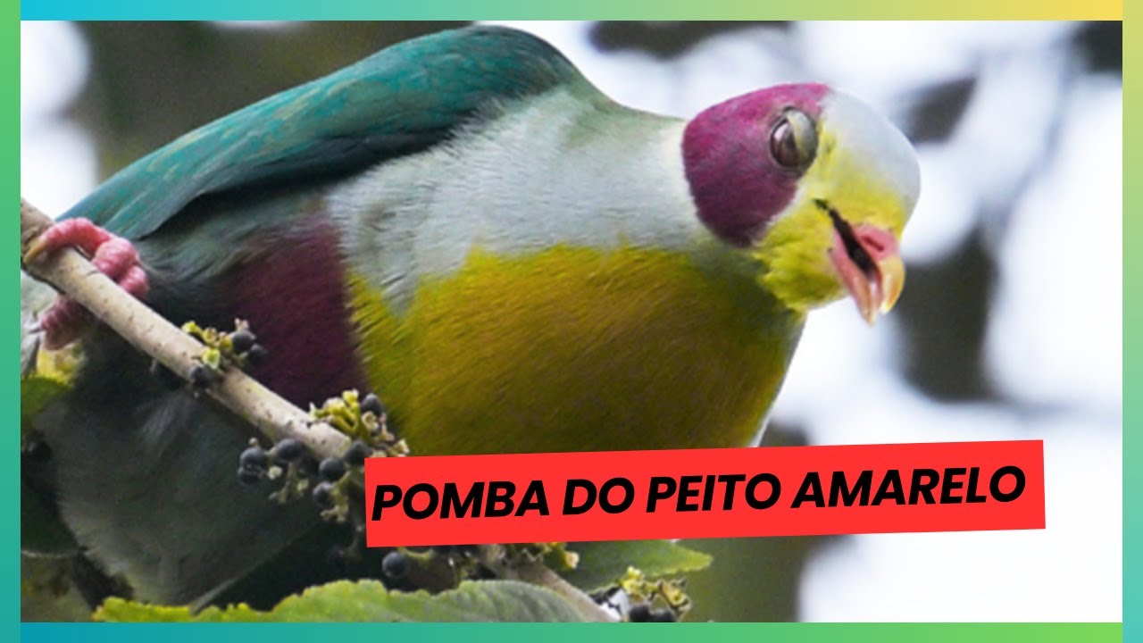 Pomba do Peito Amarelo, Quando a Natureza Pinta em Amarelo e Verde
