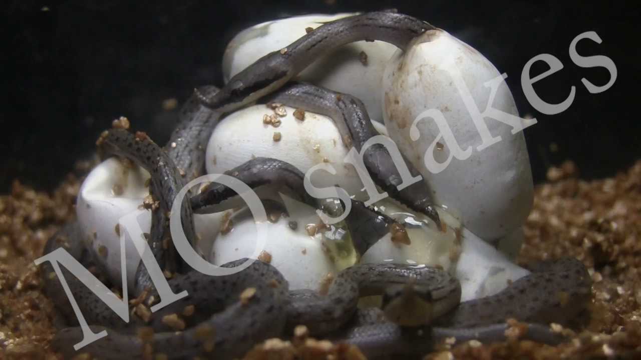 Rhynchophis boulengeri ,Rhino Rat Snake ,Hachlings