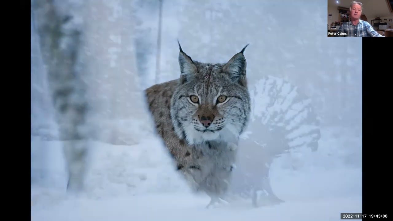 Scotland: A Rewilding Journey