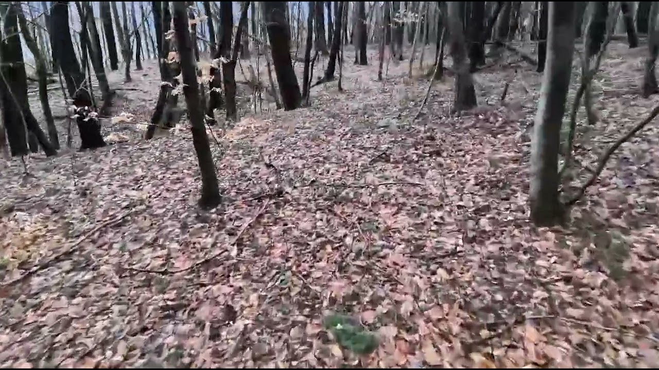 Mountain bike trail in local woods