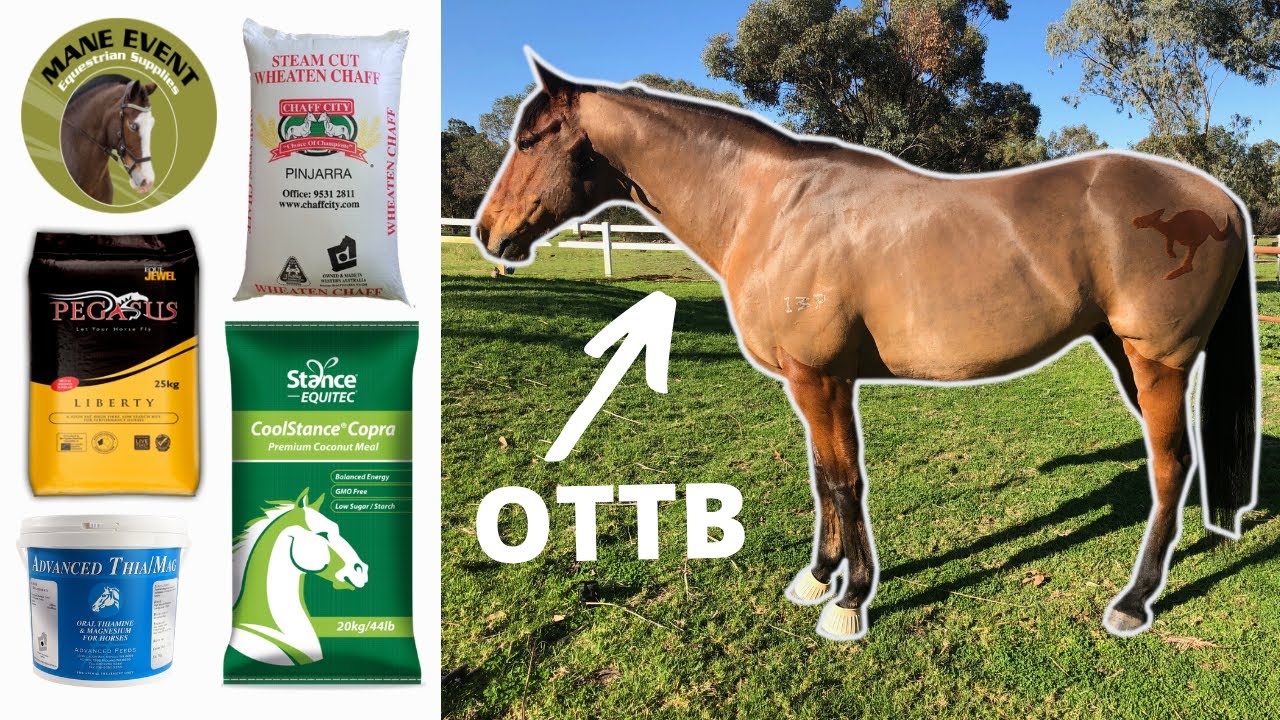 WHAT I FEED MY HORSE - Thoroughbred Edition
