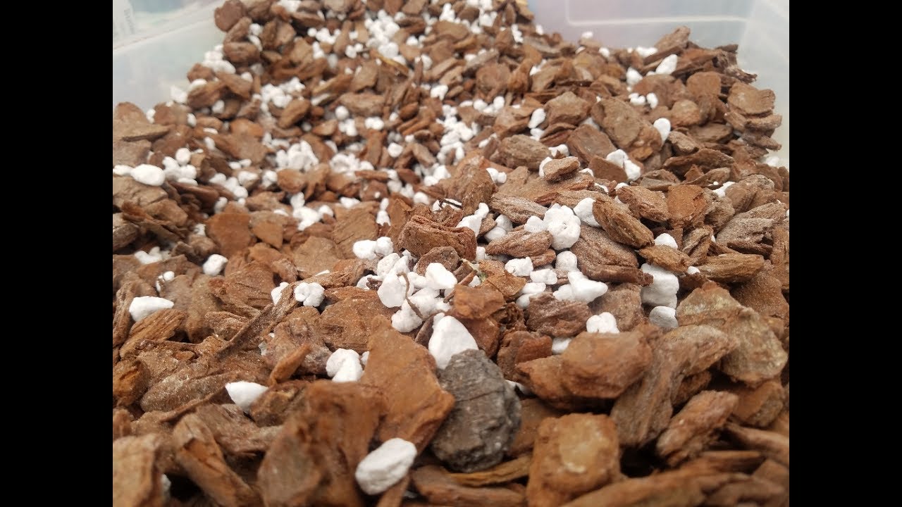 Repotting Cattleyas 101: Tools, Media, and How I do it!