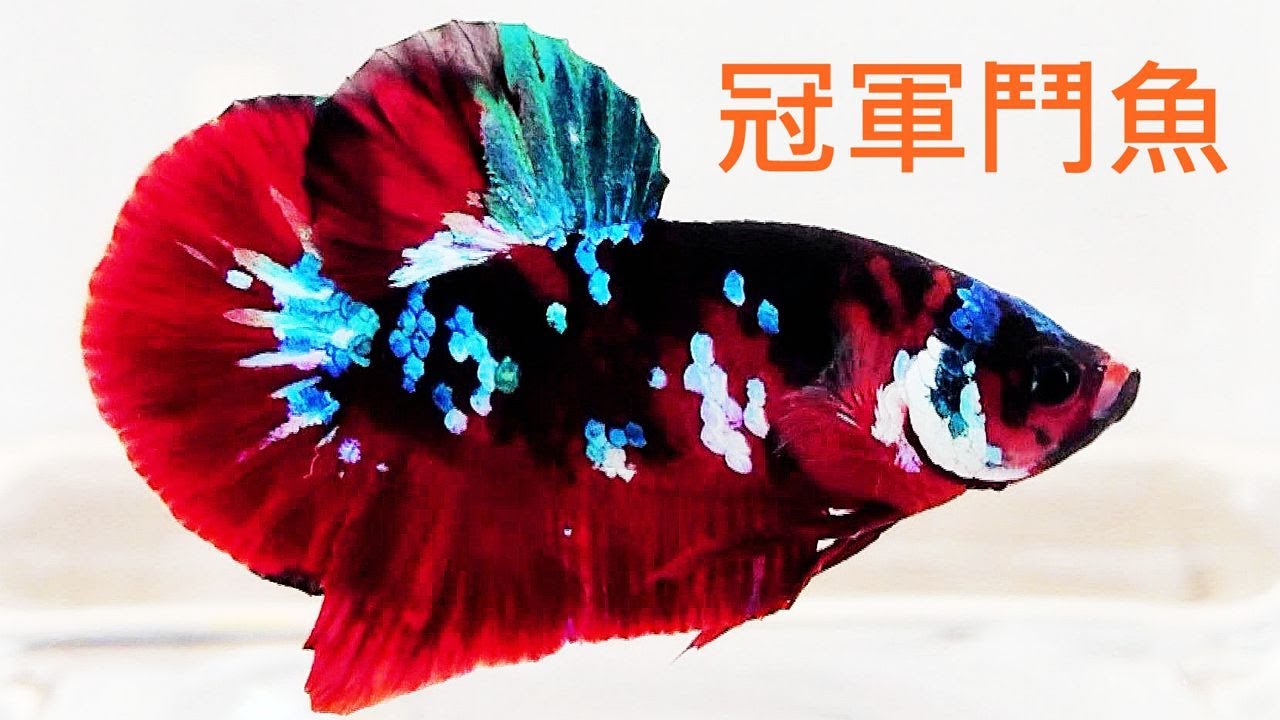 鬥魚比賽得獎魚!2020.11第三屆屏東觀賞魚交流比賽 2020 Taiwan Pingtung Fighting Fish Competition-Winning Fish