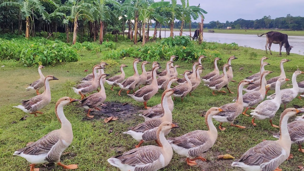 The native king duck is very beautiful.
