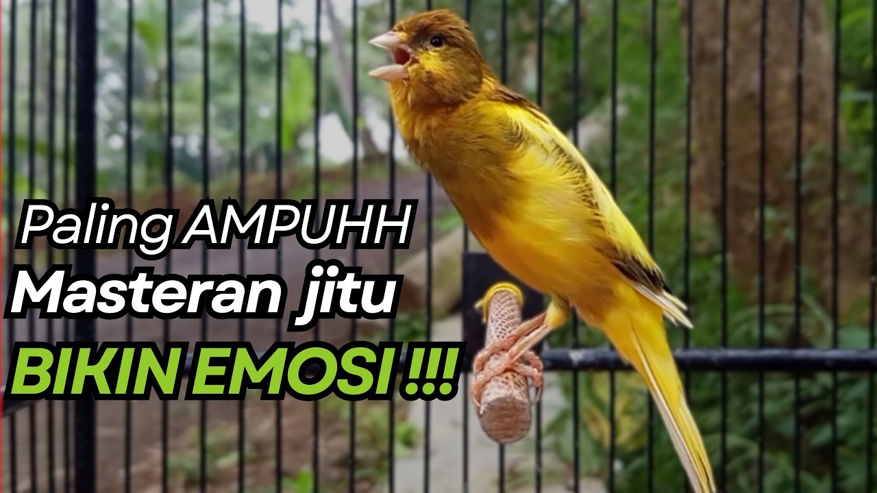 KENARI GACOR Cuit CUIT BIRAHI UNTUK PANCINGAN & MASTERAN Kenari PAUD AGAR BUNYI