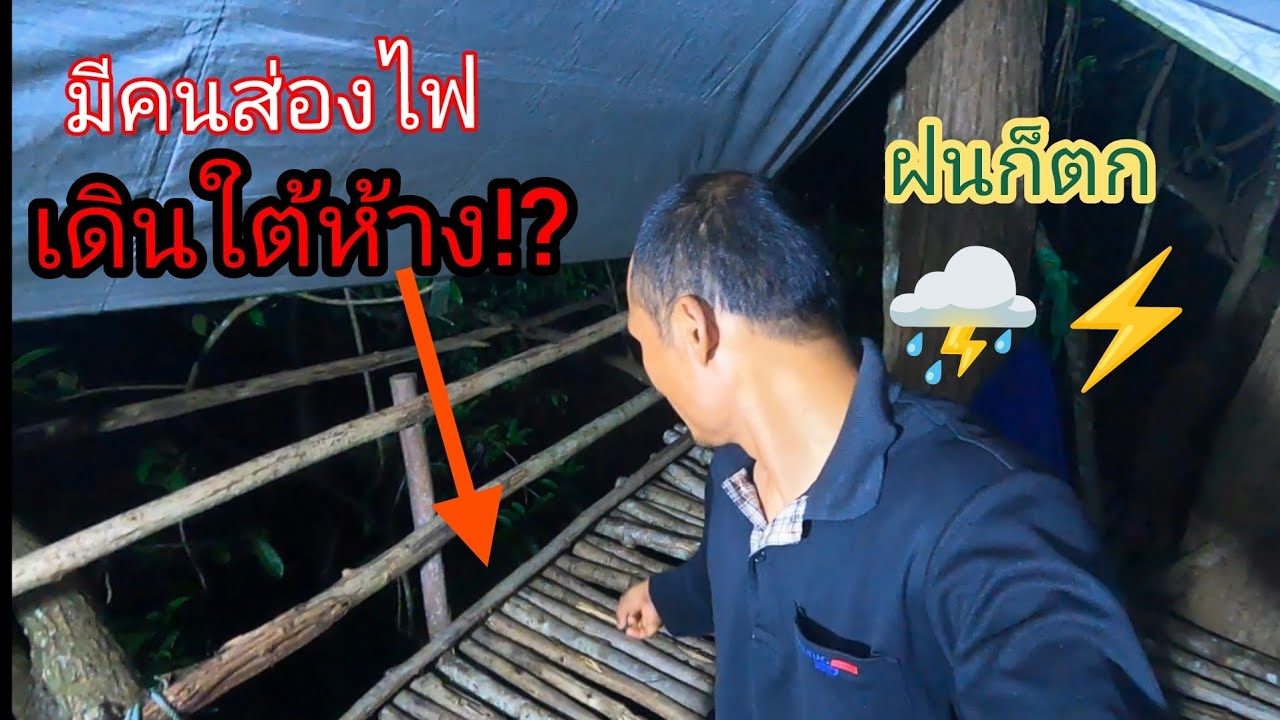 17/5/68 นอนห้างต้นตะเคียนหิน ตกค่ำเจอชะมดตัวใหญ่ ตกดึกมีคนส่องไฟวนเวียนอยู่ใต้ห้าง😲