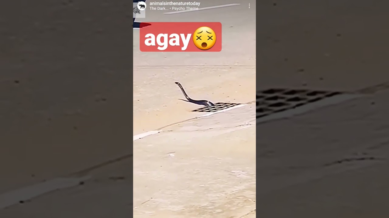 Agay!