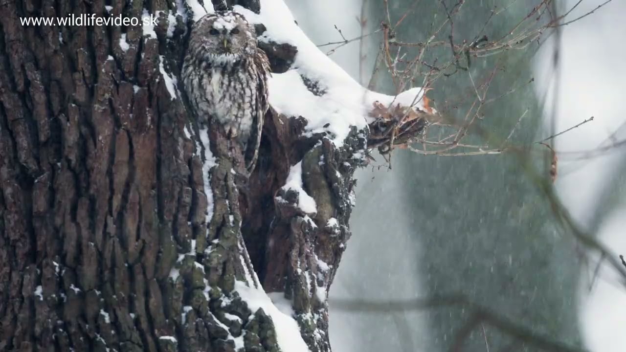 Január 2026 - Sova lesná v snehovej búrke