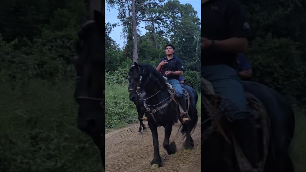 Horses at Xtreme Offroad Park  #offroad