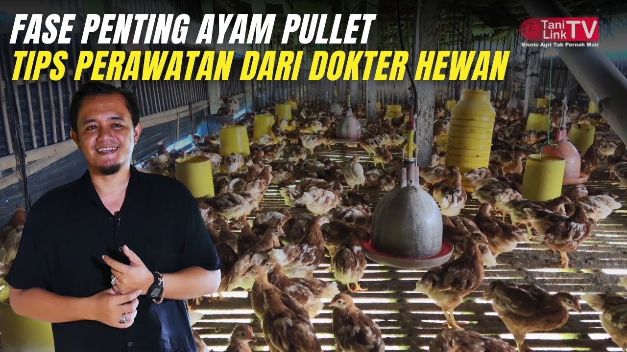 Cara Merawat Ayam Pullet Agar Siap Bertelur Lebih Cepat dan Produktif