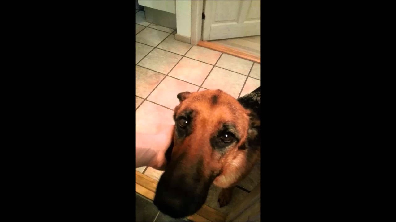 German Shepherd Whining