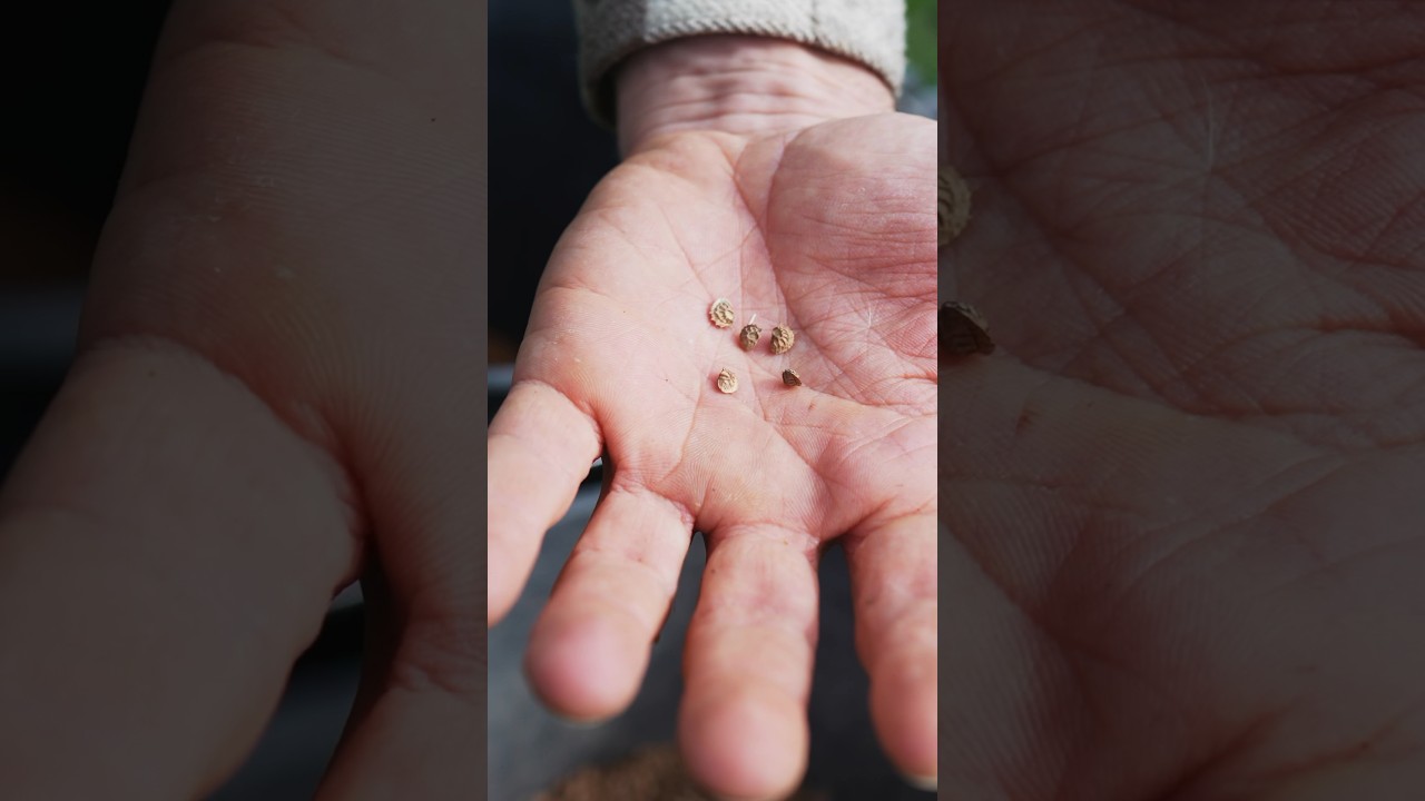 Le guide complet engrais verts sur notre cha&icirc;ne YouTube ! #potager #autonomie #foretjardin #engrais