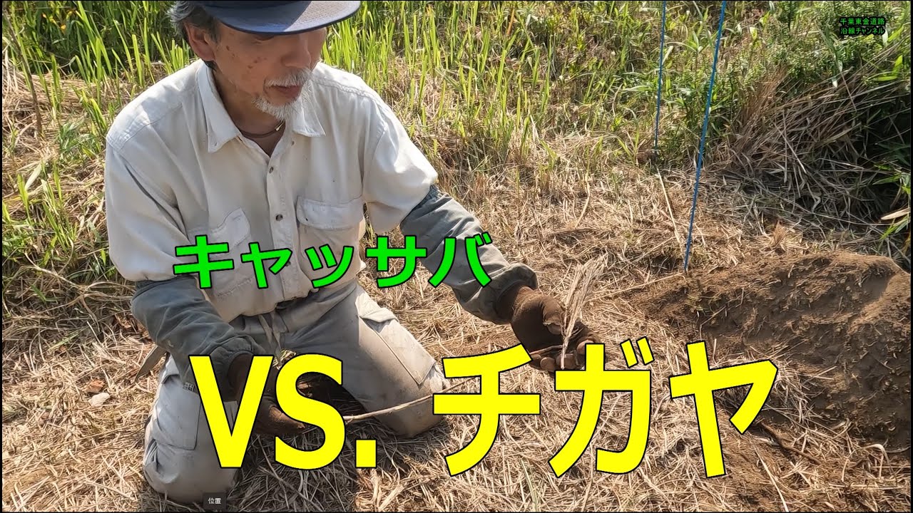 【キャッサバ】奮闘！VS. チガヤ