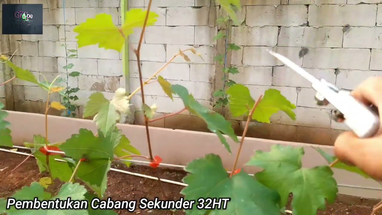 Pembentukan cabang sekunder 32HST