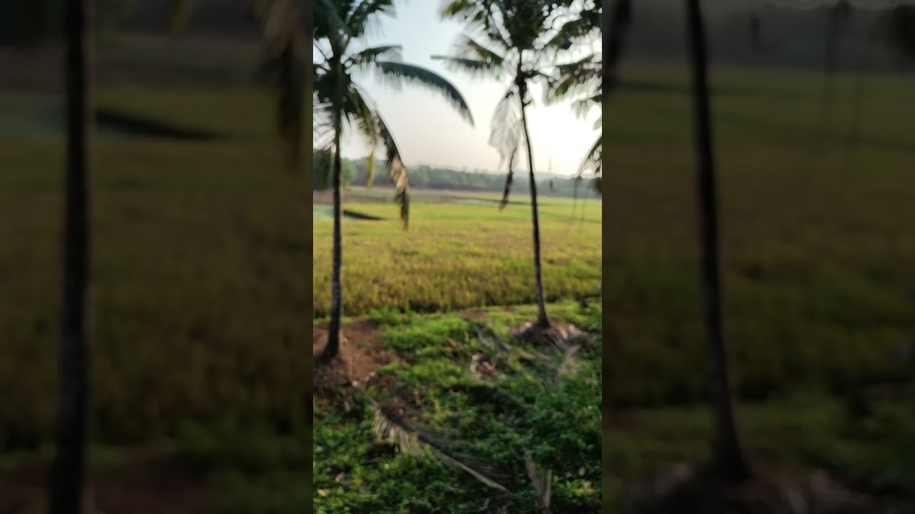 തൃക്കണ്ണപ്പുരത്തെ ചേന്നി വീട്ടിലെ കാഴ്ചകൾ #villagelife #villagestory #village #village beauty