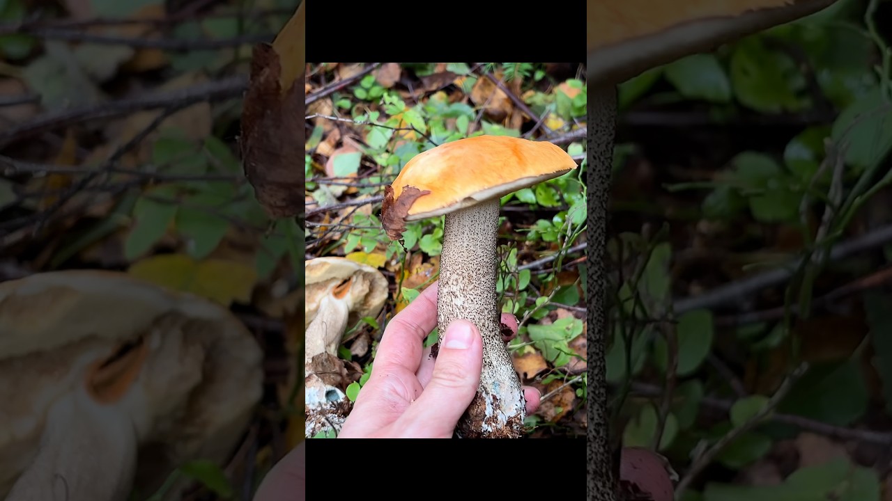 Houby 2025 - Křemen&aacute;čov&yacute; r&aacute;j #mushroom #fungi #houby #nature #grzyby #porcini #pilze #foraging #asmr