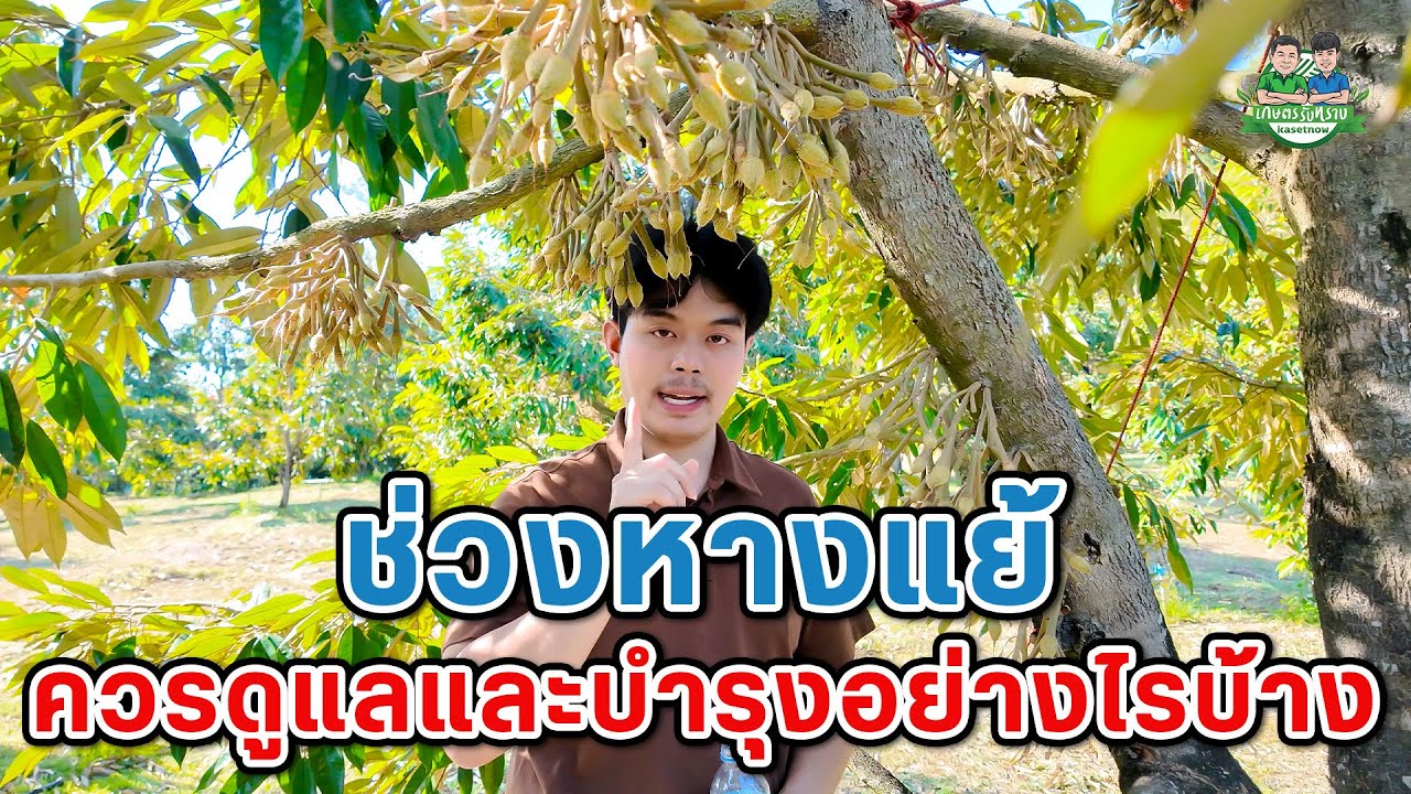 “ช่วงหางแย้ไหม้” ควรจะดูแลและบำรุงอย่างไรบ้าง