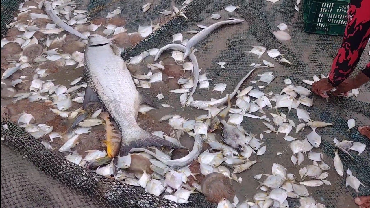 FARTURA NO MANGUE SÊCO. PESCA E AVENTURA