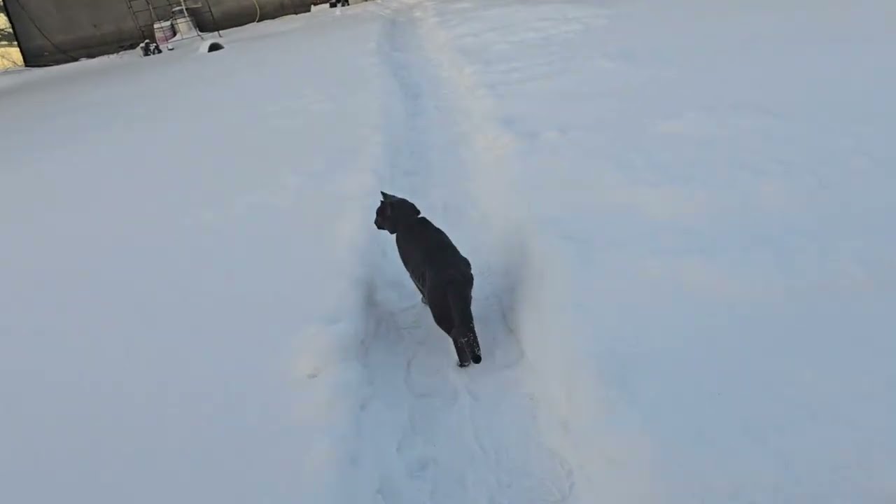 16.01.26. Киев, ЛЕДНИКОВЫЙ ПЕРИОД..... Ответ на комментарии!