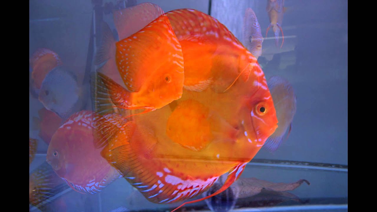 Mes discus juin2014