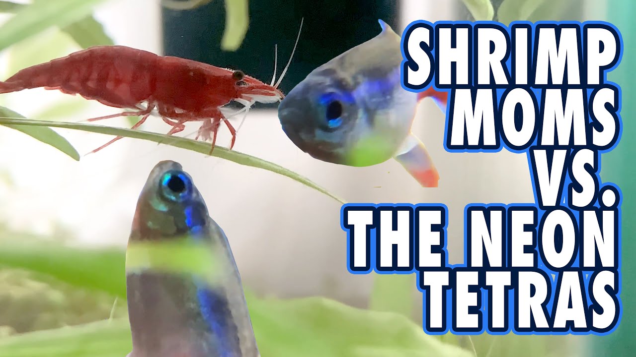 Neon Tetras Are Not Perfect Tankmates For My Dwarf Shrimp