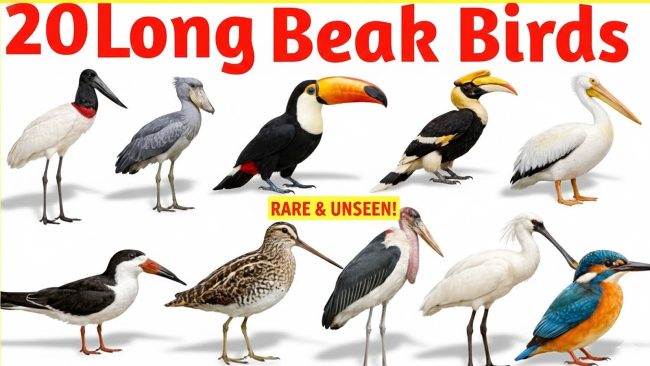 20 Long Beak Birds Name | लंबी चोंच वाले पक्षियों के नाम | Learn 20 Long Beak Birds for Kids #birds