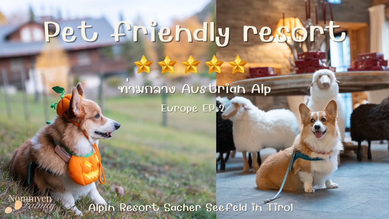 พาหมาพักผ่อนท่ามกลาง Alpine กับ Alpin Resort Sacher เดินชมวิวเมืองตากอากาศ Seefeld in Tirol, Austria