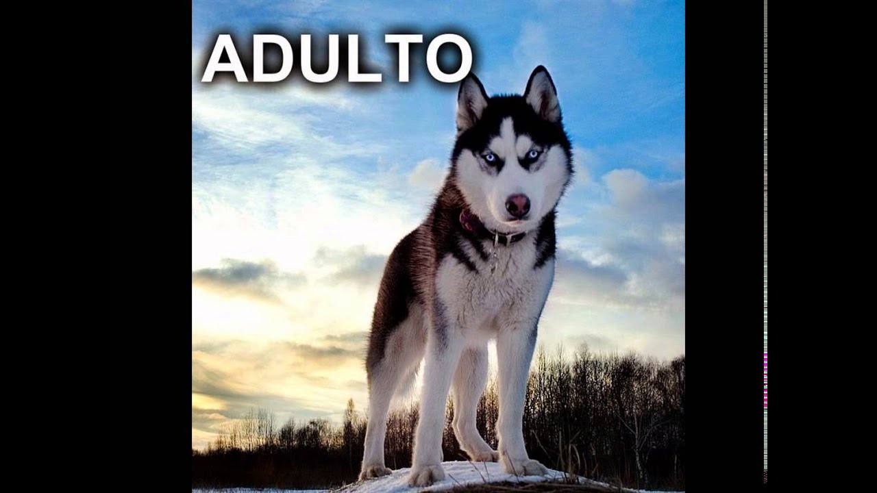 Top 20 las mejores razas de perros