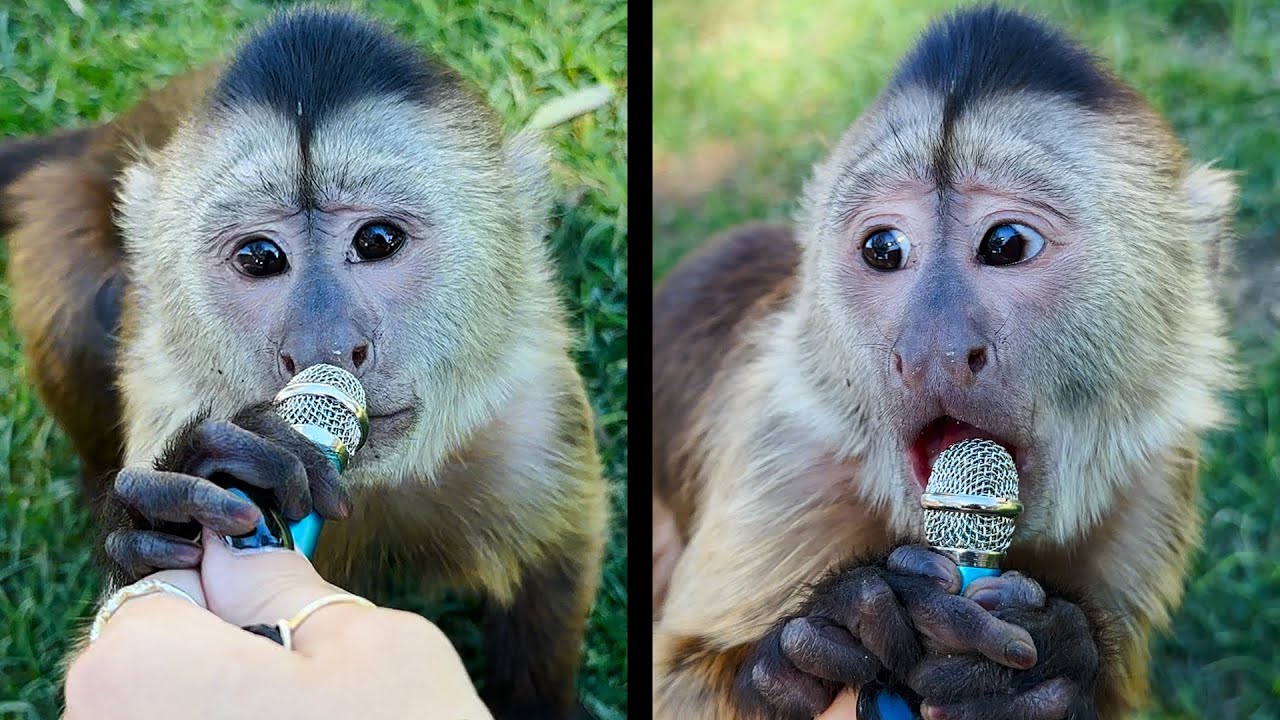 I interviewed more animals with a tiny mic