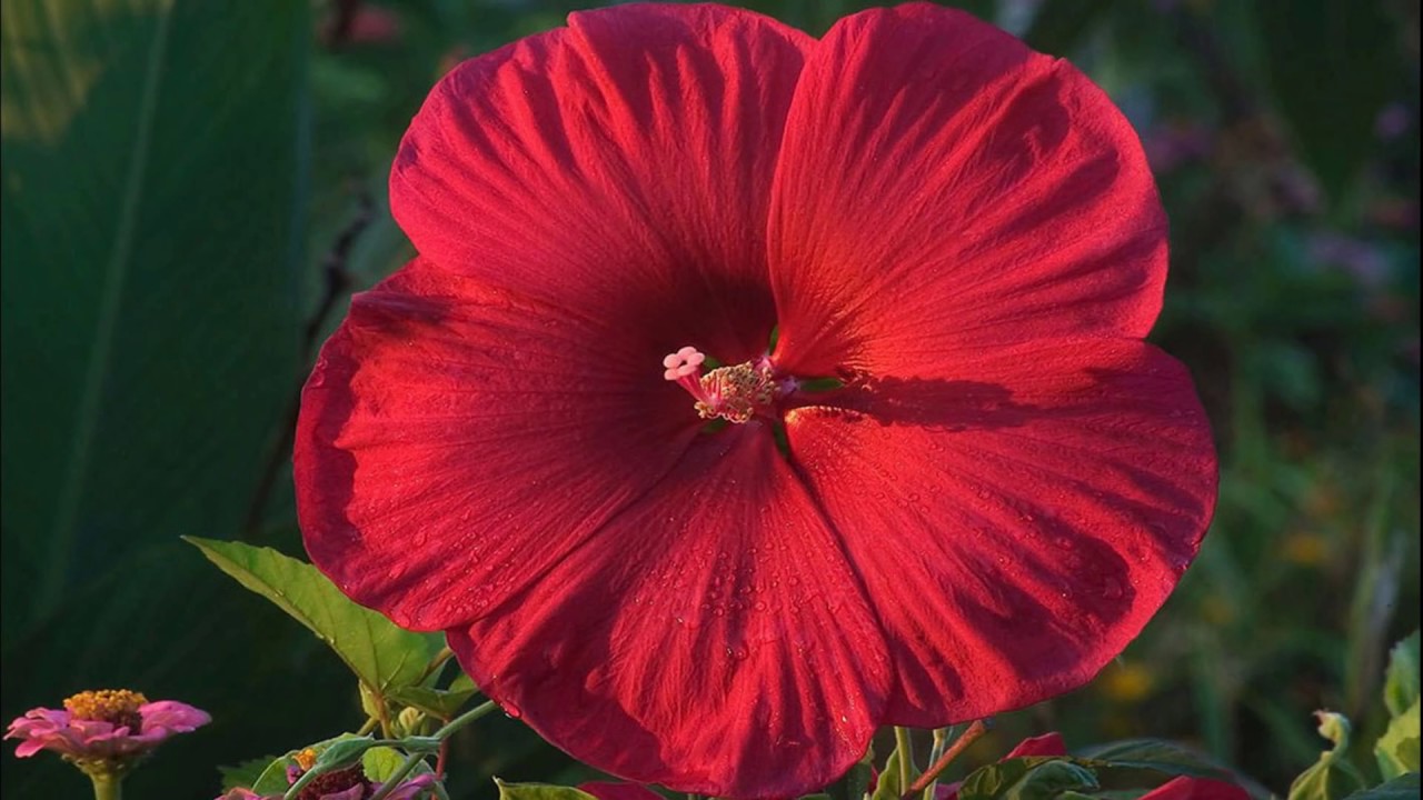 Red flowers (HD1080p)