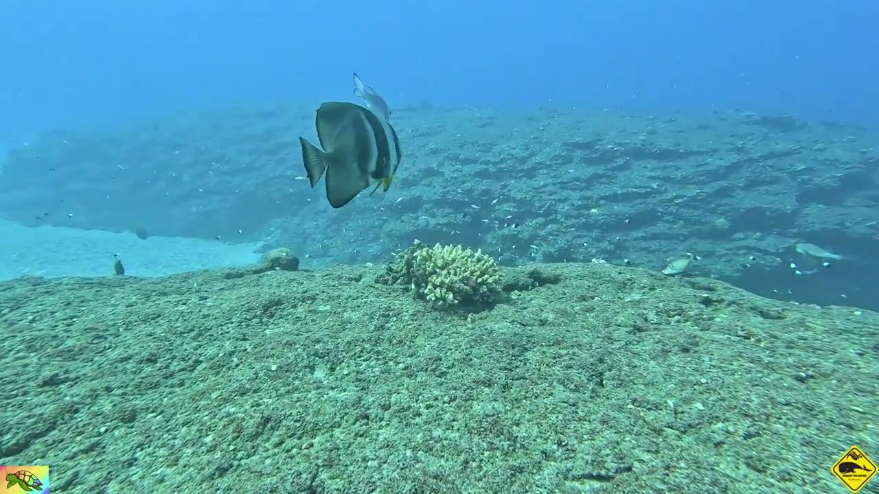 Tour de Boucan, attaque baliste Titan, tortues à profusion