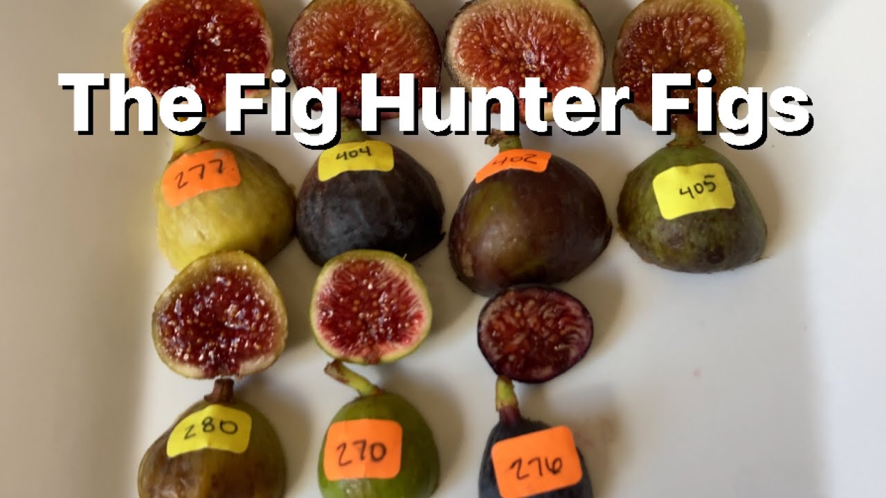 The Fig Hunter Figs