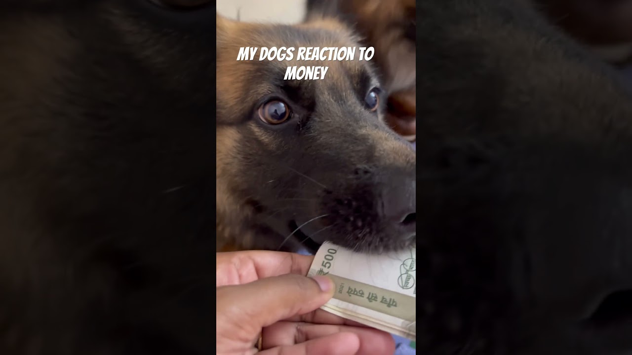 My dogs reaction to money !! Milo wants money 😭😭
